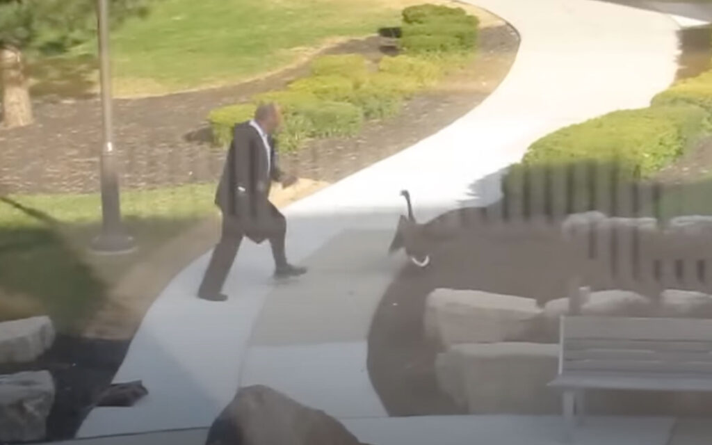Man encounters Canadian goose on his way into the office, hilarity ensues