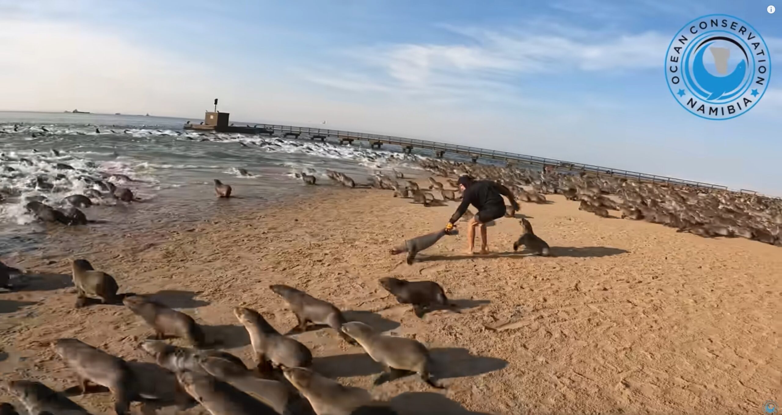 People completely fall in love with adorable rescued seal absolutely refuses to leave its hero