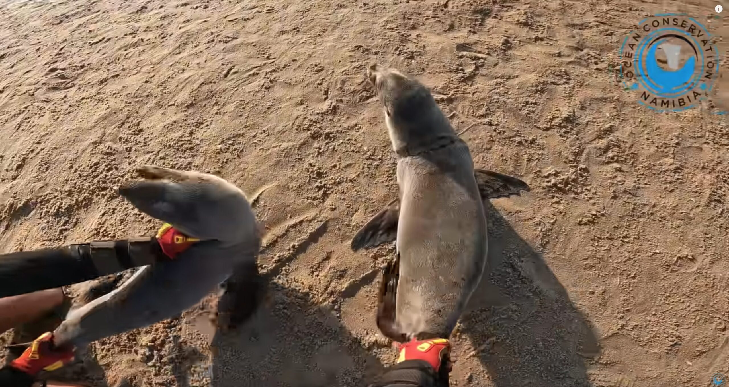 People completely fall in love with adorable rescued seal absolutely refuses to leave its hero