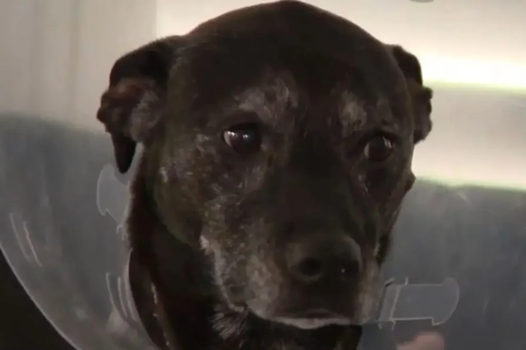 Florida Woman Fights Off Gator to Save Her Dog in Daring Rescue [WATCH]