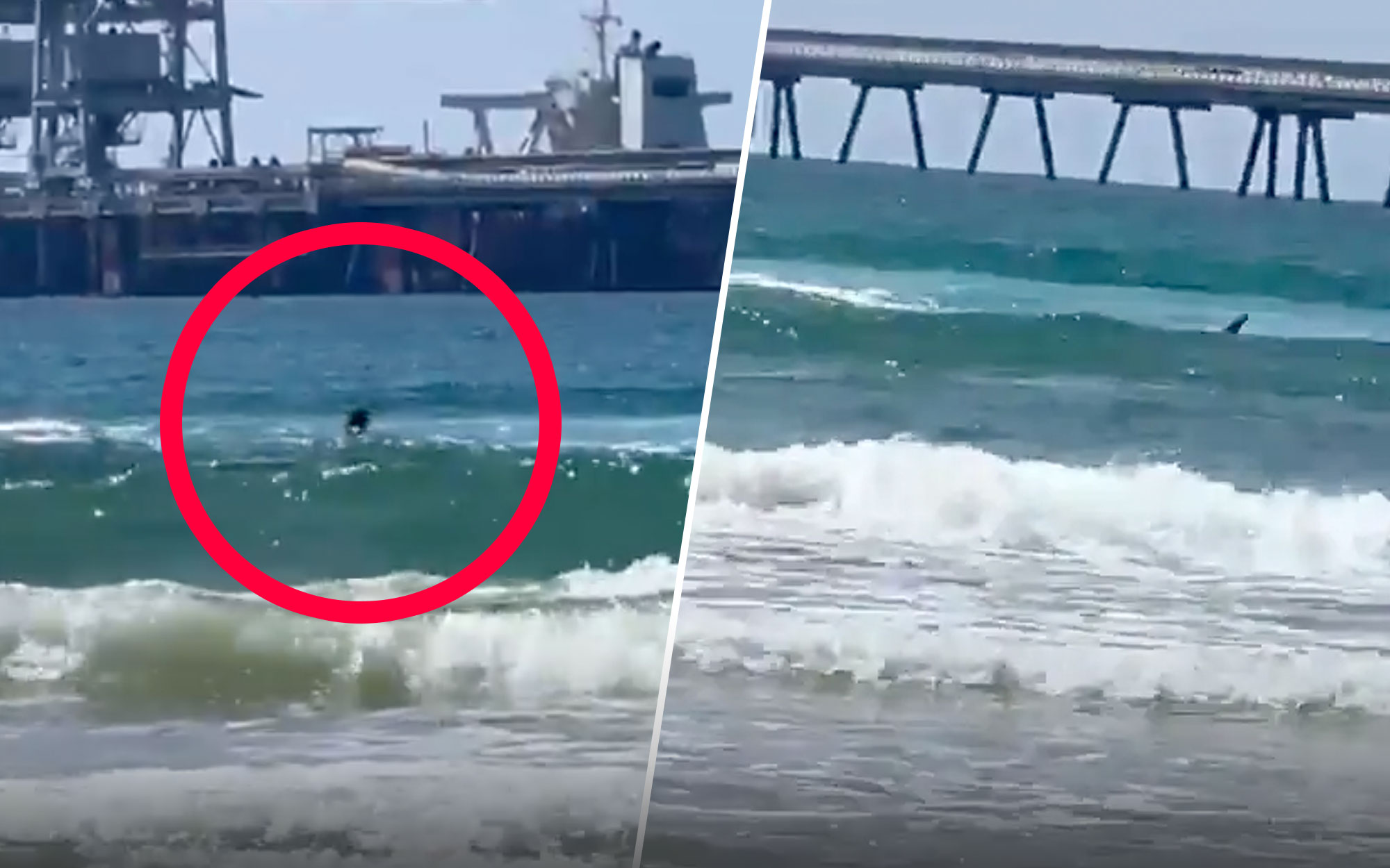 Beachgoers Watch in Terror as Diver is Killed Screaming ‘They’re Biting Me!’ in Rare Shark Attack [WATCH]