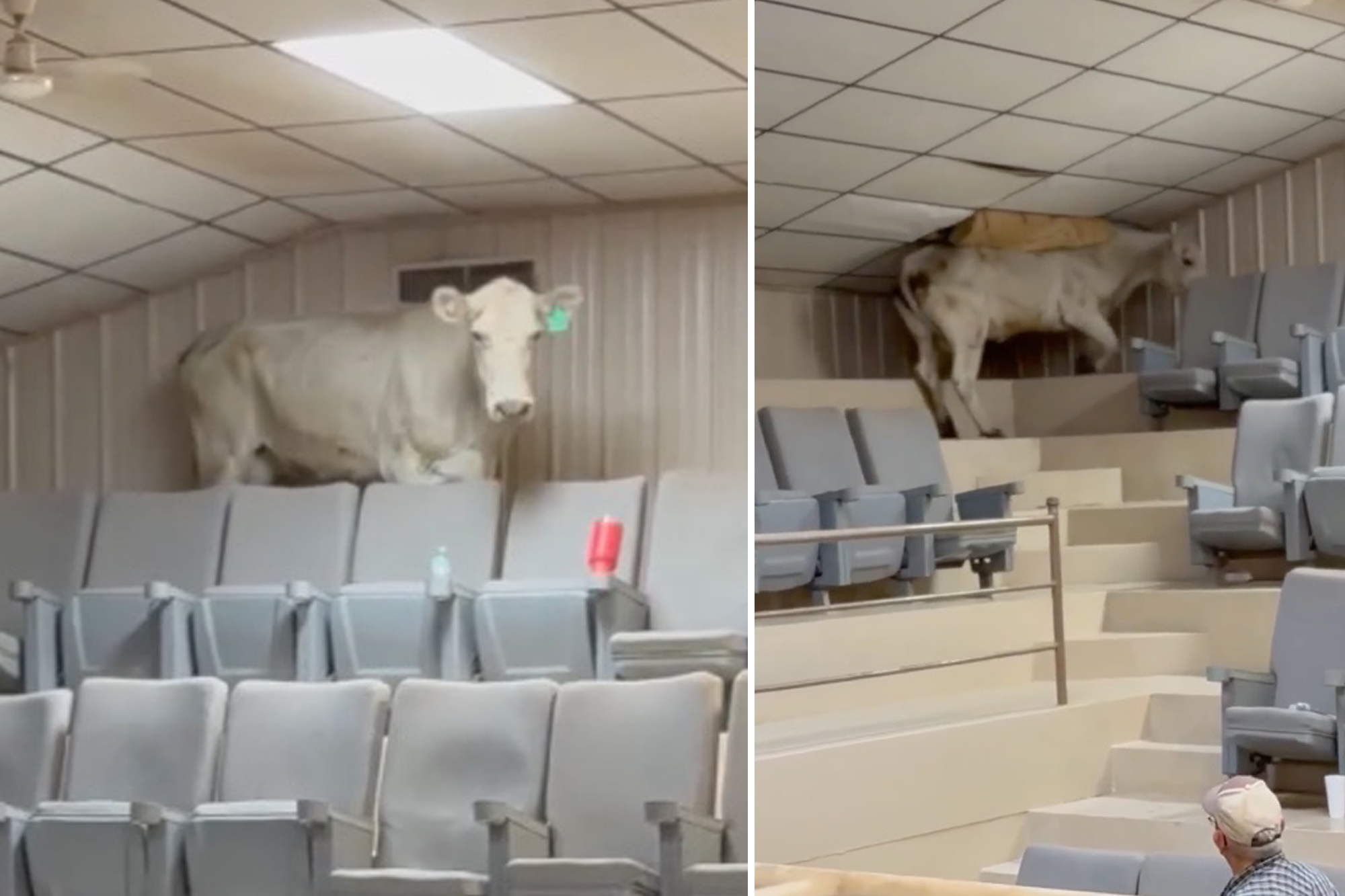 Cow Causes Chaos at Livestock Auction in Wild Attempted Escape by Scaling Bleachers, Destroying Roof [WATCH]