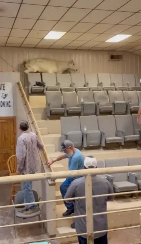Cow Causes Chaos at Livestock Auction in Wild Attempted Escape by Scaling Bleachers and Destroying Roof