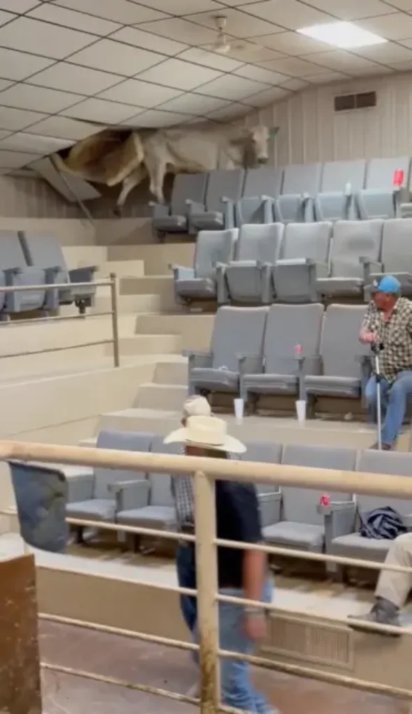 Cow Causes Chaos at Livestock Auction in Wild Attempted Escape by Scaling Bleachers and Destroying Roof