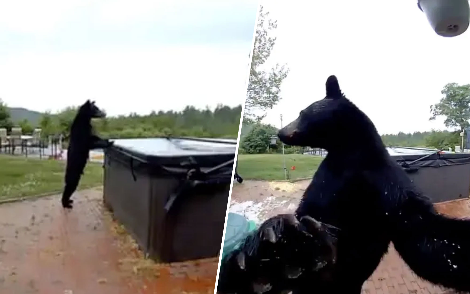 Polite Black Bear Shocks Homeowners After Ringing Doorbell Before Exploring Hot Tub [WATCH]