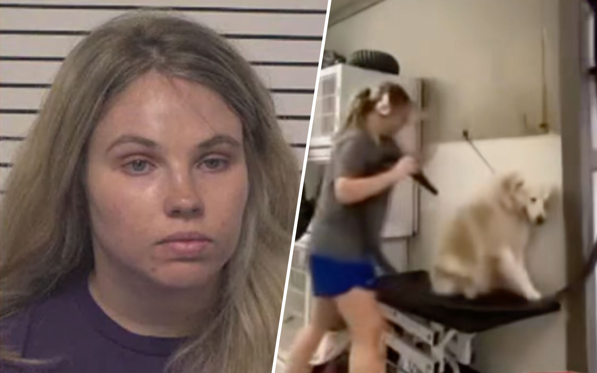 North Carolina Dog Groomer Arrested for Felony Animal Abuse After Video Shows Alleged Beatings [WATCH]
