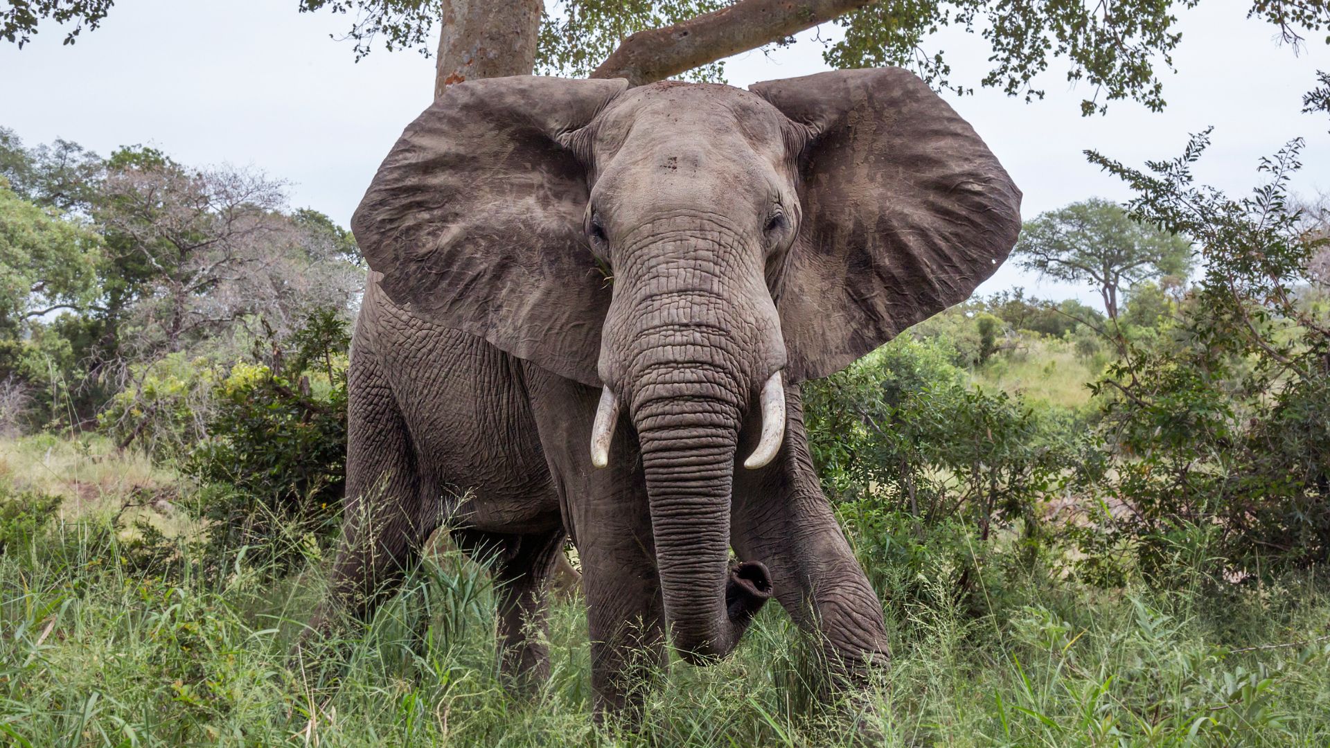 Tourist's Safari Selfie Goes Wrong Loses Pants While Elephant Tramples