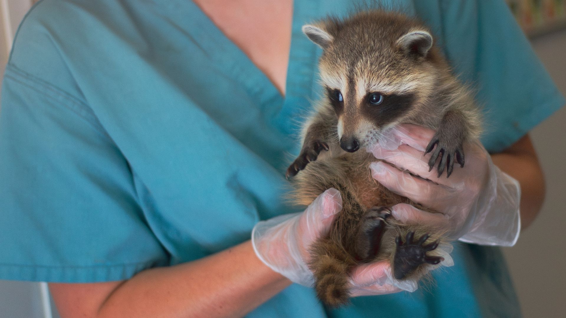 Drunk Baby Raccoon Saved by Nurse After Peach Moonshine-Fueled Dumpster Disaster [WATCH]
