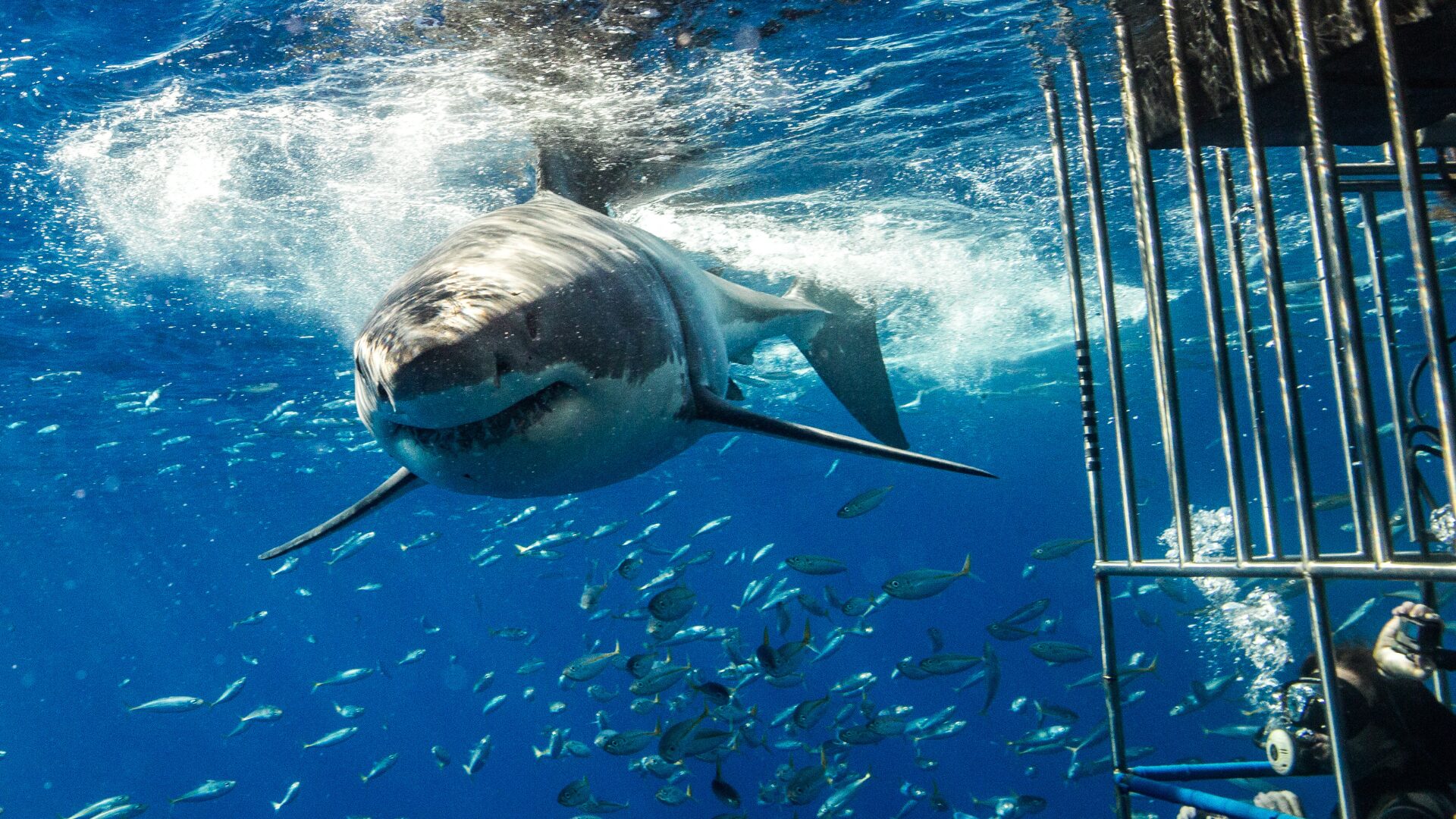 ‘Biggest Great White Shark Ever Recorded’ in Atlantic Reveals Interesting New Migration Patterns North [WATCH]