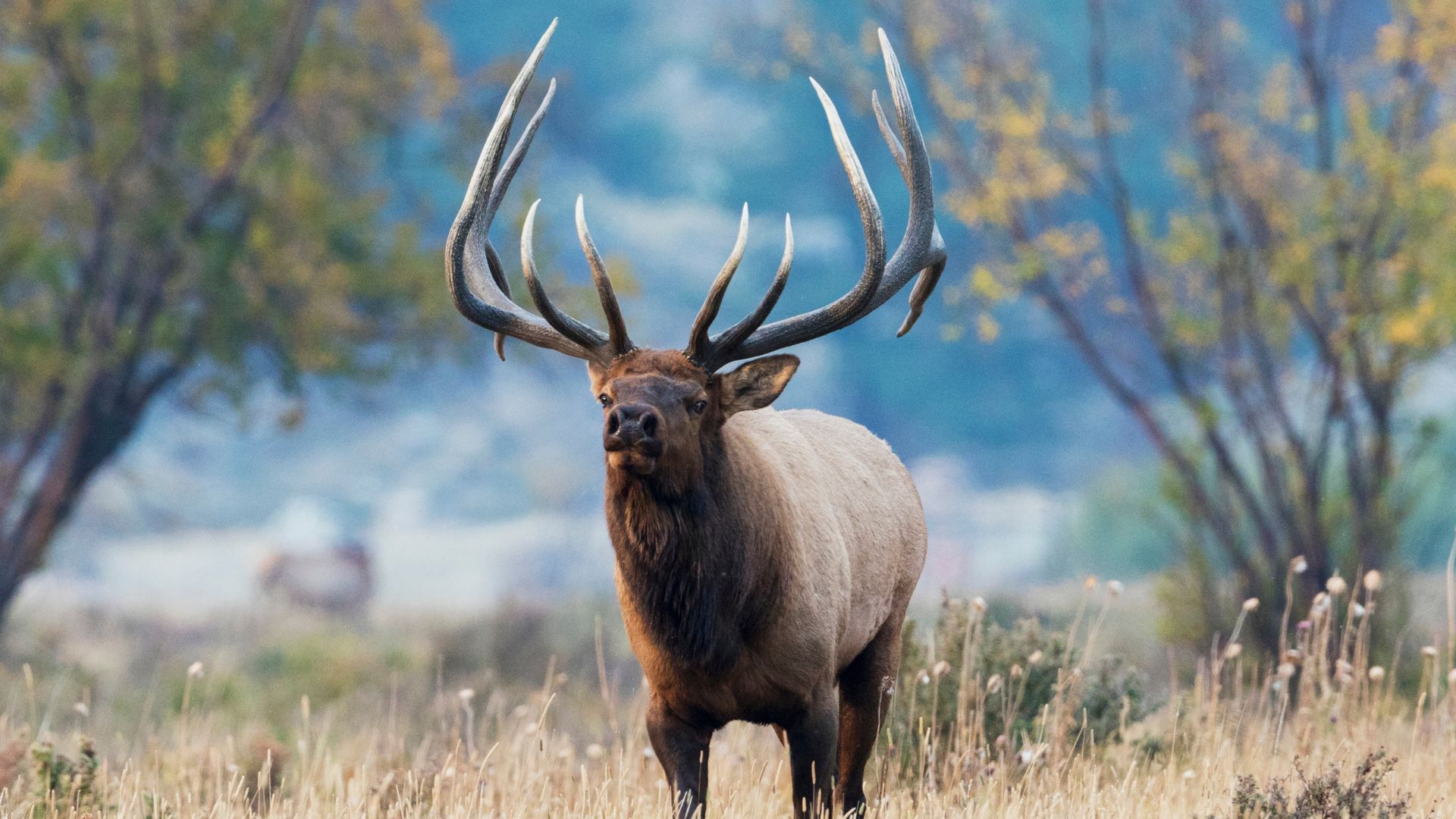 Rutting Bull Elk Charges Golf Cart Antlers First in Colorado, Guess Who Wins? [WATCH]