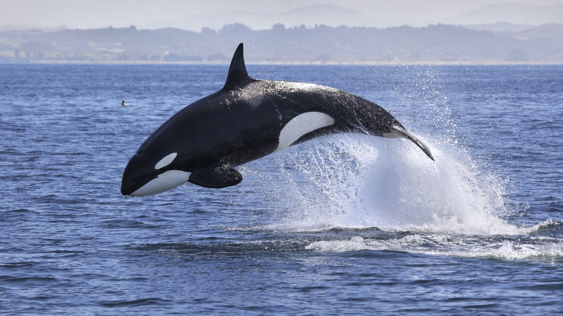 Orcas Flip Great Whites Sharks, Tear Out and Eat Their Livers in Brutal New Nature Video [WATCH]