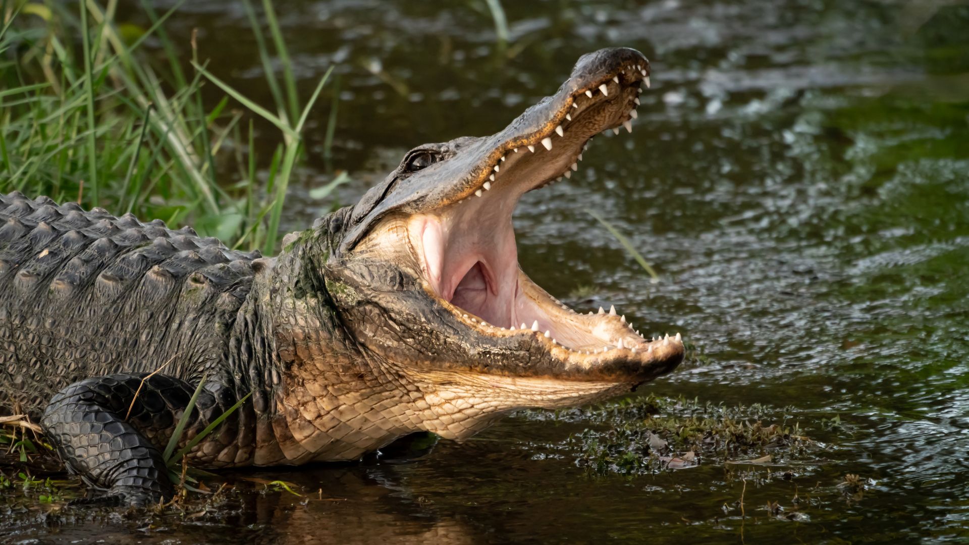 South Carolina Mom Catches Giant Alligator Just Months After Giving Birth [WATCH]